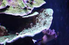 IMG_4599.jpg