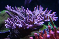 IMG_4601.jpg