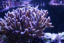 IMG_4602.jpg
