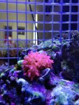 ImageUploadedByReefs1378932698.366604.jpg