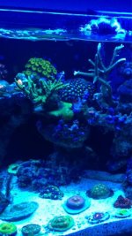 ImageUploadedByReefs1378933089.425872.jpg ImageUploadedByReefs1378933089.425872.jpg