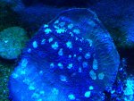 ImageUploadedByReefs1378933223.813334.jpg ImageUploadedByReefs1378933223.813334.jpg