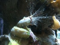 ImageUploadedByReefs1370906156.568244.jpg