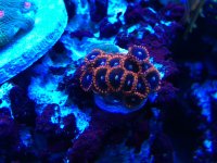 ImageUploadedByReefs1378933289.494476.jpg ImageUploadedByReefs1378933289.494476.jpg