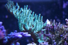 IMG_4603.jpg
