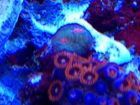ImageUploadedByReefs1378933327.311338.jpg ImageUploadedByReefs1378933327.311338.jpg