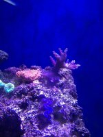 ImageUploadedByReefs1370910977.598022.jpg