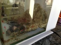 ImageUploadedByReefs1367358403.548826.jpg