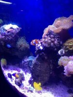 ImageUploadedByReefs1370910999.104746.jpg