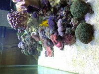 ImageUploadedByReefs1374565152.015648.jpg