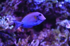 IMG_4258.JPG