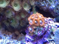 ImageUploadedByReefs1370952004.274630.jpg