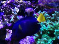 ImageUploadedByReefs1365390300.862748.jpg