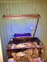 ImageUploadedByReefs1365391022.085738.jpg ImageUploadedByReefs1365391022.085738.jpg