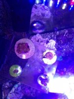 ImageUploadedByReefs1370979128.433240.jpg