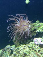 ImageUploadedByReefs1375154742.100999.jpg