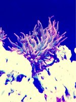 ImageUploadedByReefs1370997447.275336.jpg