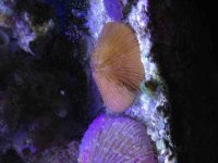 ImageUploadedByReefs1374565152.015648.jpg