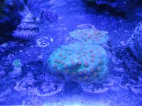 ImageUploadedByReefs1370998003.631528.jpg
