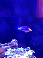 ImageUploadedByReefs1379021045.720222.jpg