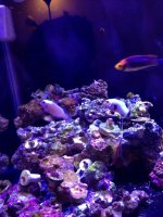 ImageUploadedByReefs1379021079.902626.jpg
