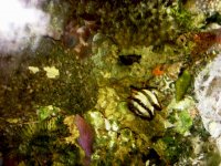 spadefish5.jpg