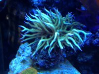 ImageUploadedByReefs1367426586.709761.jpg