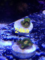 ImageUploadedByReefs1379030625.186708.jpg