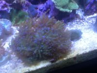 ImageUploadedByReefs1367435139.134891.jpg