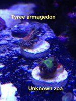 ImageUploadedByReefs1379030634.481201.jpg