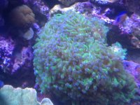 ImageUploadedByReefs1367435157.350697.jpg
