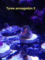 ImageUploadedByReefs1379030642.898051.jpg