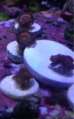 ImageUploadedByReefs1365472379.152803.jpg