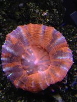 IMG_0862.jpg