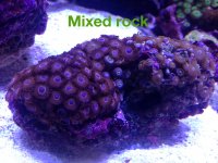 ImageUploadedByReefs1379030660.114034.jpg