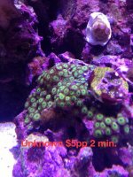 ImageUploadedByReefs1379030667.916671.jpg