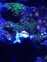 ImageUploadedByReefs1365472606.985990.jpg