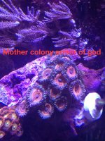 ImageUploadedByReefs1379030676.534811.jpg