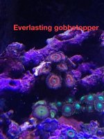 ImageUploadedByReefs1379030685.514585.jpg