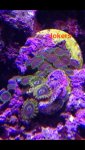 ImageUploadedByReefs1379030694.397711.jpg