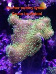 ImageUploadedByReefs1379031086.066653.jpg
