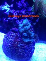 ImageUploadedByReefs1379031093.816764.jpg