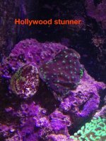 ImageUploadedByReefs1379031102.247795.jpg