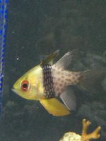 ImageUploadedByReefs1367453880.972434.jpg