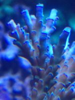 ImageUploadedByReefs1375230054.635889.jpg