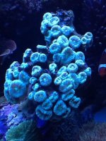 ImageUploadedByReefs1367461815.809828.jpg