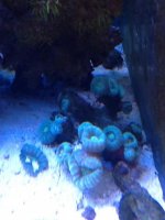 ImageUploadedByReefs1367461834.978038.jpg