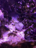 ImageUploadedByReefs1367504229.636528.jpg