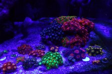 Coral1.jpg