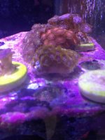 ImageUploadedByReefs1371084200.760211.jpg